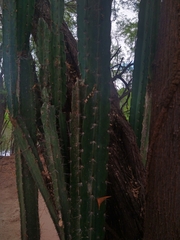 Cereus jamacaru