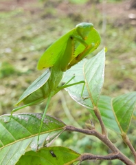 Choeradodis rhombicollis
