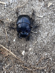 Phanaeus igneus