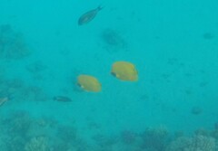 Chaetodon semilarvatus