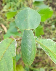 Choeradodis rhombicollis