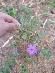 Ruellia paniculata