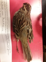 Zonotrichia albicollis