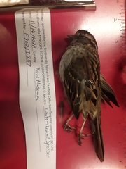 Zonotrichia albicollis