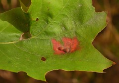 Aceria querci