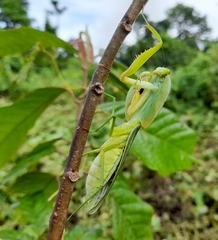 Choeradodis rhombicollis