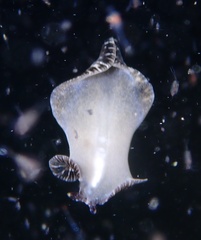 Polycladida