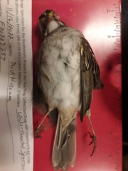 Zonotrichia albicollis