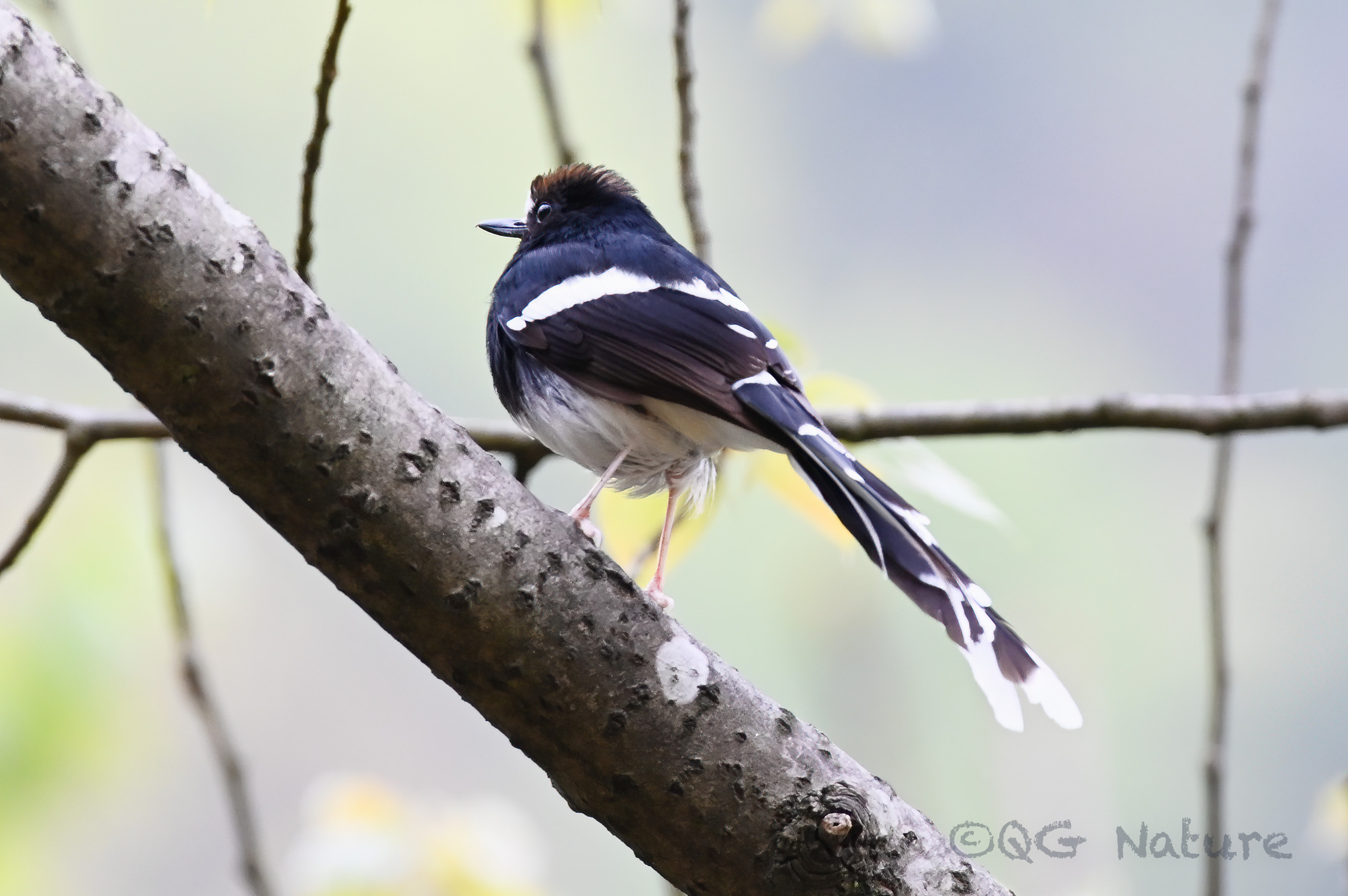 White-crowned Forktail