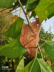 Antheraea paphia