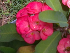 Euphorbia splendens