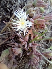 Drosanthemum candens