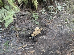 Agaricus hondensis