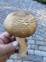 Agaricus hondensis