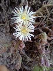 Drosanthemum candens