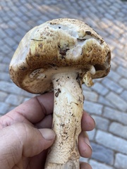 Agaricus hondensis