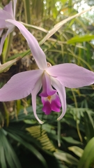 Laelia anceps