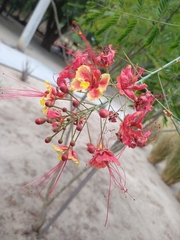Caesalpinia pulcherrima