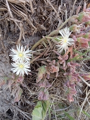 Drosanthemum candens
