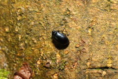 Phratora
