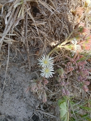 Drosanthemum candens