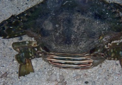 Portunidae