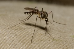 Aedes geniculatus