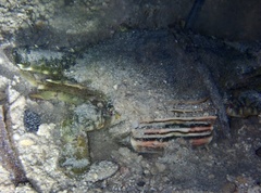 Portunidae