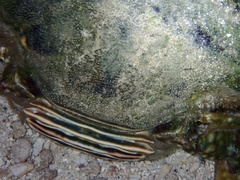 Portunidae