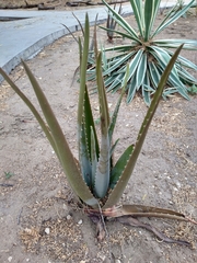 Aloe vera