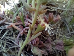 Drosanthemum candens