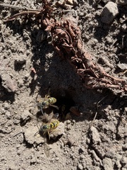 Vespula vulgaris