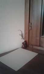 Tarentola mauritanica