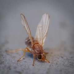 Acalyptratae