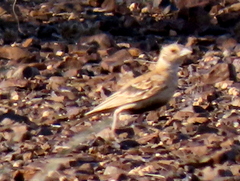 Eremopterix verticalis verticalis