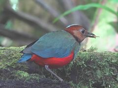 Erythropitta celebensis