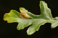 Phyllonorycter messaniella