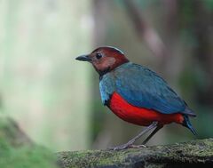 Erythropitta celebensis