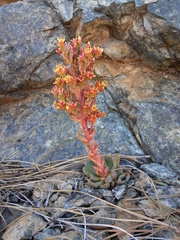 Sedum rubiginosum