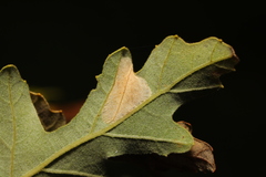 Phyllonorycter messaniella