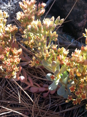 Sedum rubiginosum