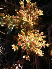 Sedum rubiginosum