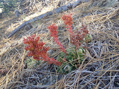 Sedum rubiginosum