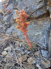 Sedum rubiginosum