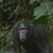 Central Chimpanzee - Photo (c) pgtz, some rights reserved (CC BY-NC), uploaded by pgtz