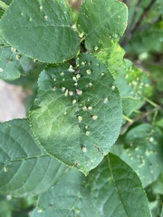 Eriophyes emarginatae