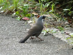 Pterorhinus chinensis