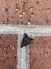 Hypena