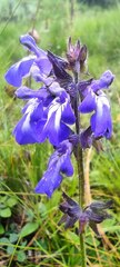 Salvia prunelloides