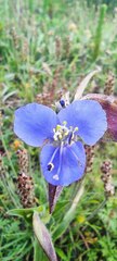 Commelina tuberosa